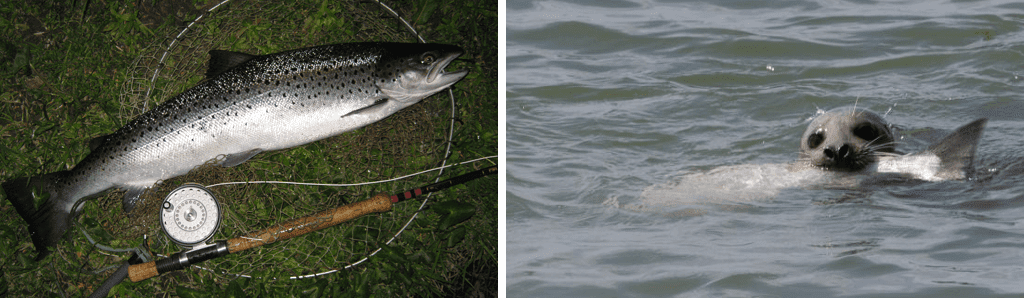 pêche au saumon en Ecosse