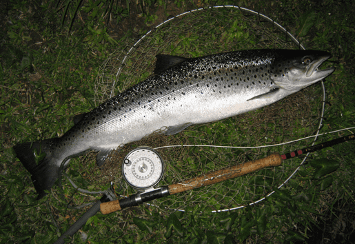 Pesca al salmone in Scozia 