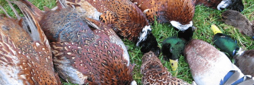 pheasant shooting in the scottish borders