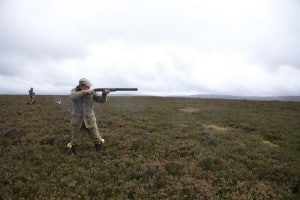 grouse shooting scotland