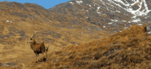 stag stalking in scotland 2015