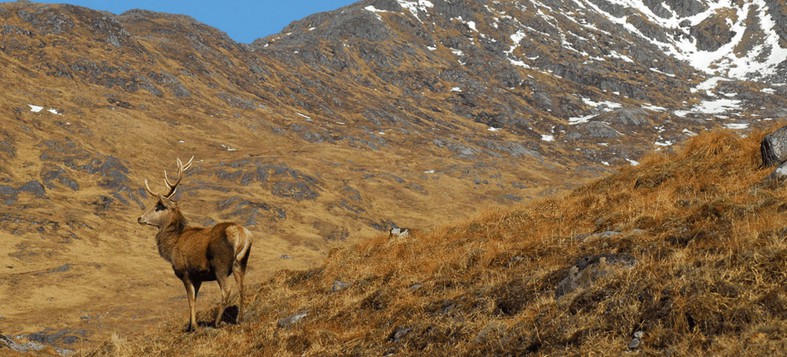 red deer stag hunting costs scotland
