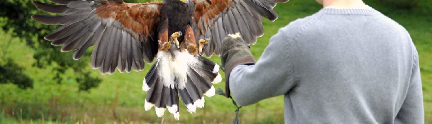 hunting with hawks scotland