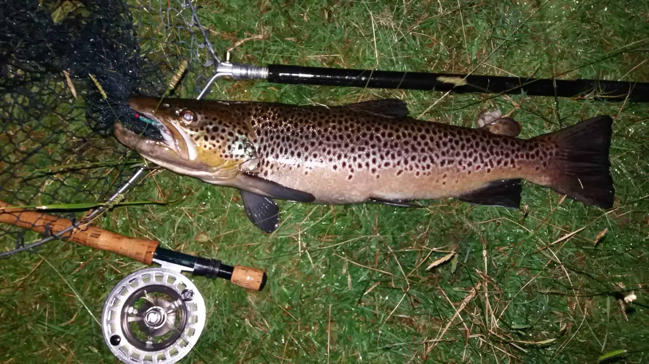 trout and brown trout fishing