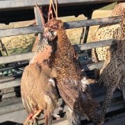 pheasant and partridge hunting vacation Scotland