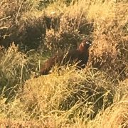pheasant shoot Scotland