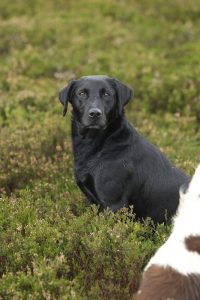 Scottish Labrador