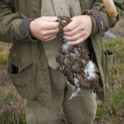 red grouse shooting Scotland