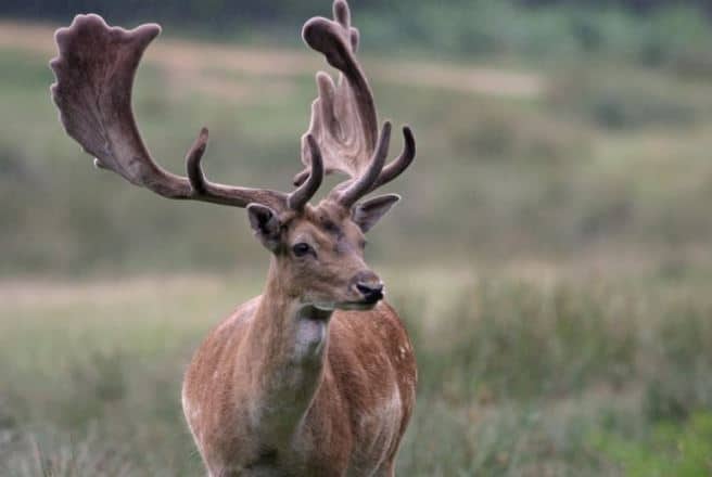 fallow buck big game hunting in Scotland