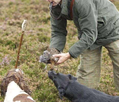 highland holiday grouse wing shooting