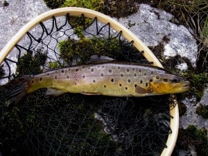 best trout fishing Scotland 