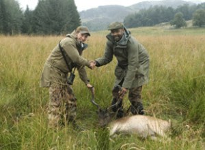 allow buck hunting in scotland