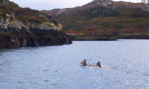 red deer stags swimming scotland