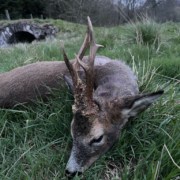 roe buck near Edinburgh