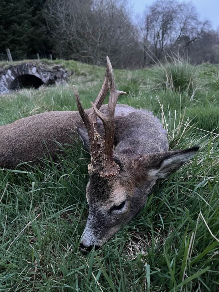 roe buck near Edinburgh